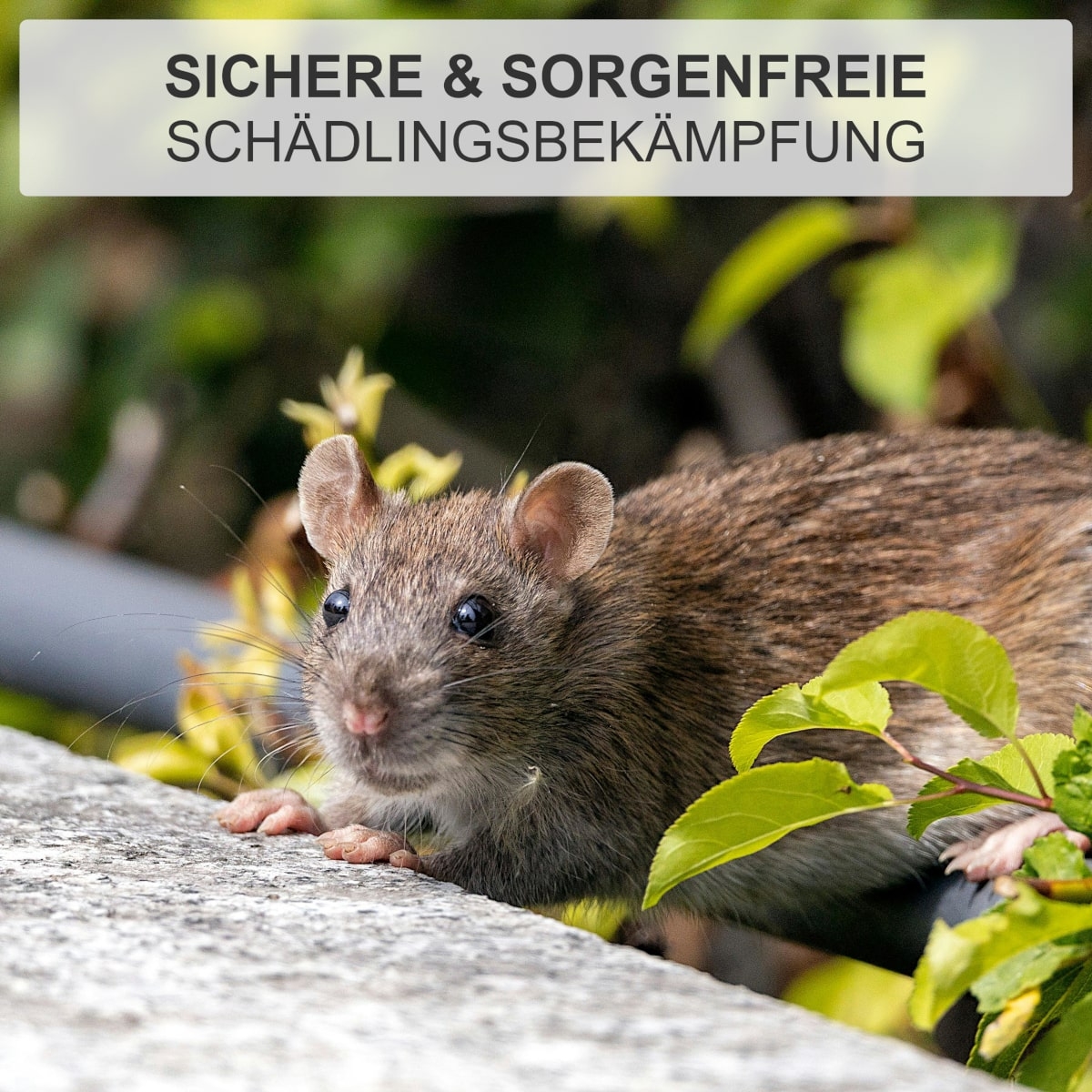 4x Durchlauf Schlagfalle für Ratten - Rattenschlagfalle - Outdoor Rattenfalle - 4 Stück
