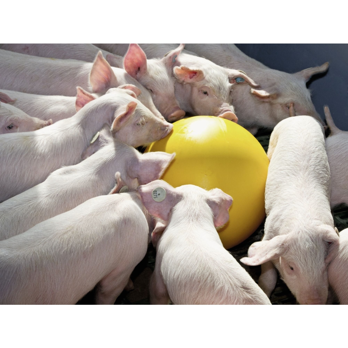 Ferkelball Ø30cm, Anti-Stress-Ball für Ferkel, zur Vermeidung von Aggressionen unter Ferkeln
