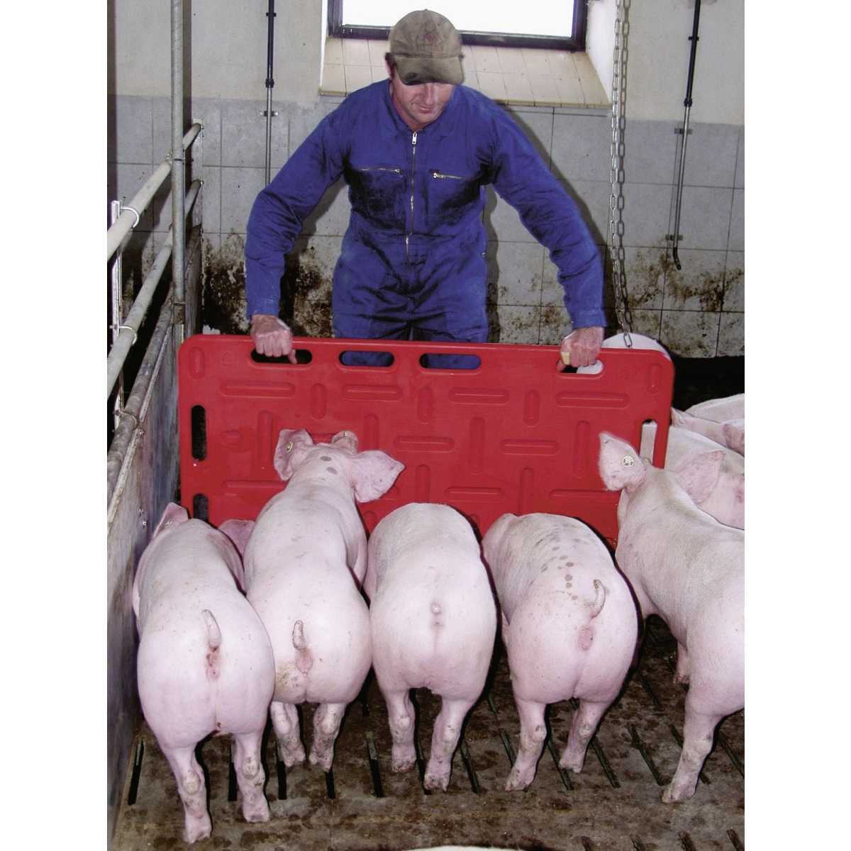 Schweine-Treibbrett 126x76cm, Rot, Treibhilfe für Schweine