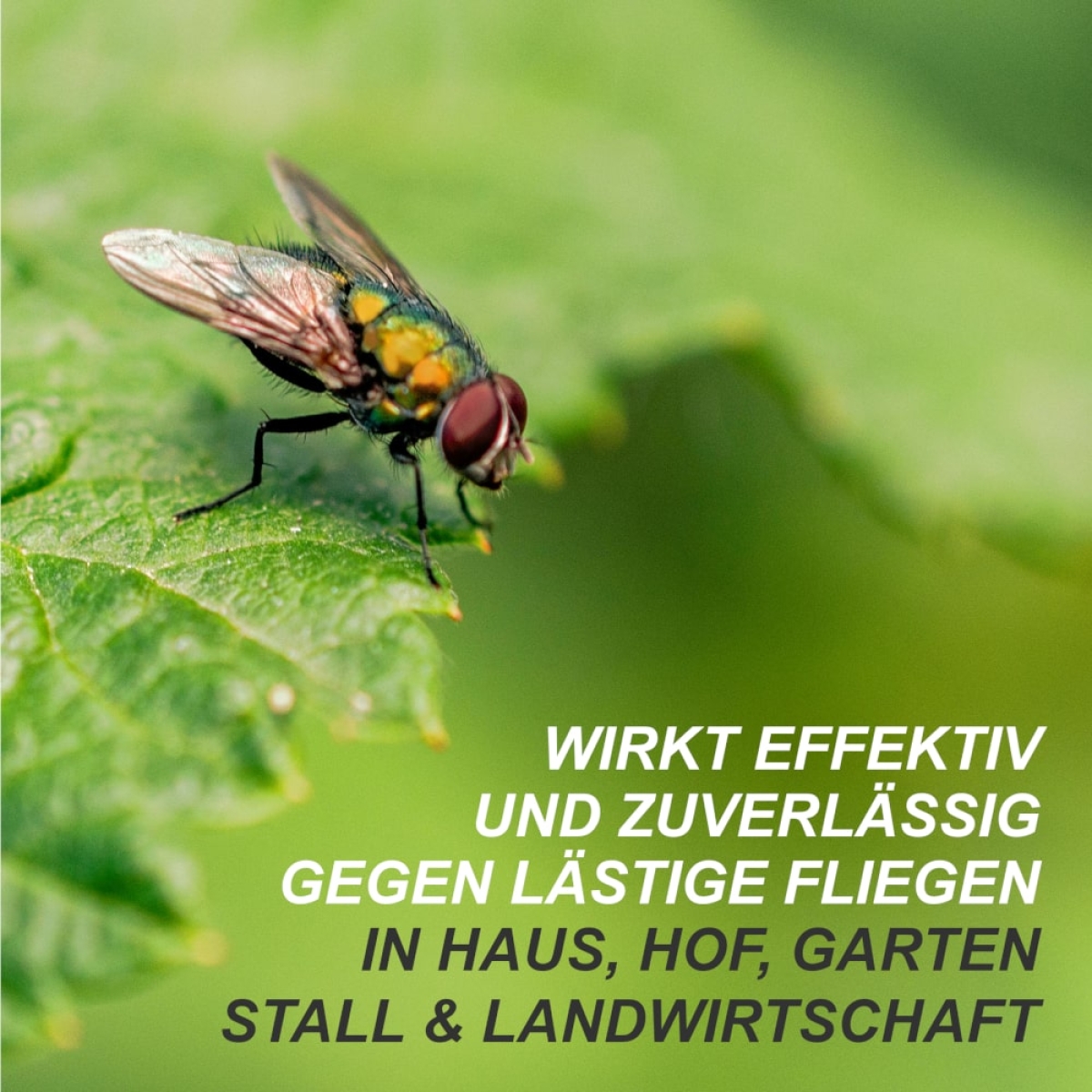 RedTop Fliegenbogen 60x34cm - Stall Fliegenfänger Klebefolie - 6 Stück
