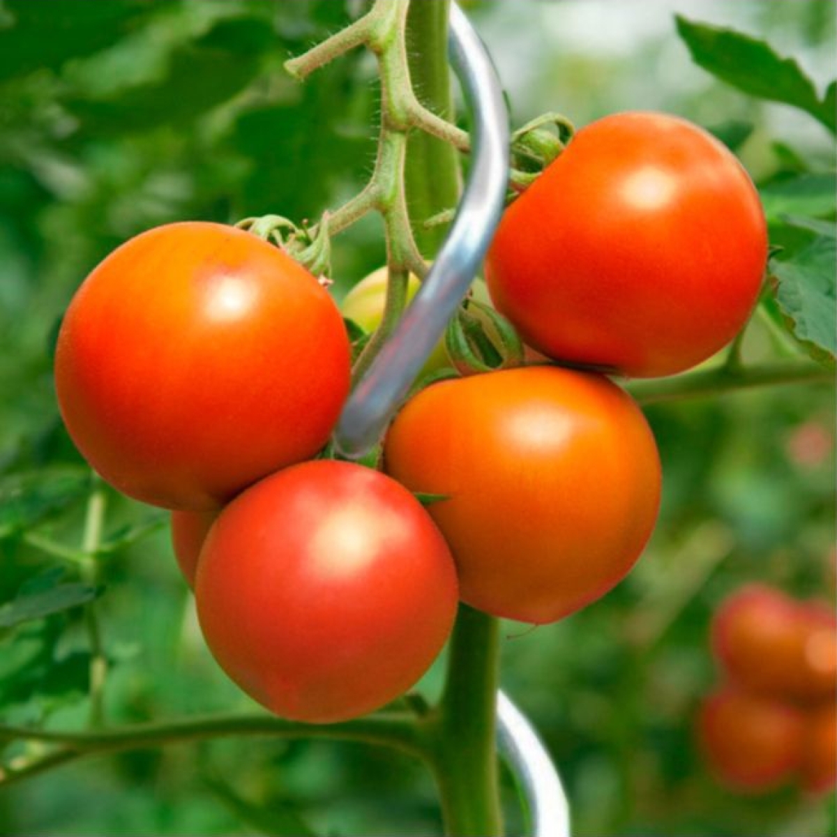 10x Tomaten-Spiralstab 180cm, verzinkt, Tomatenstab, Pflanzenstab, Rankhilfe