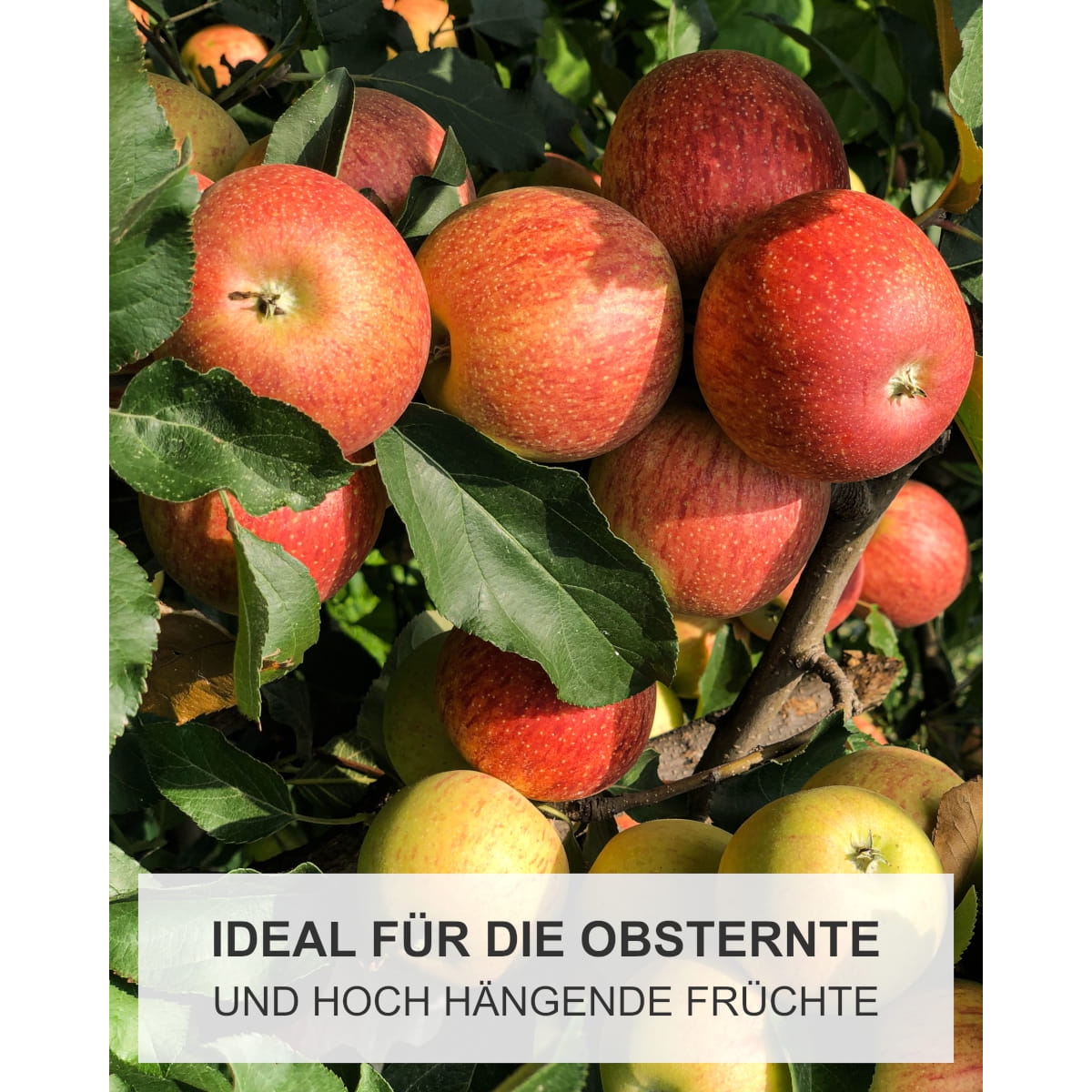 Obstpflücker mit Teleskopstiel 180-315cm - Apfelpflücker - Obstsammler mit Aluminiumstiel