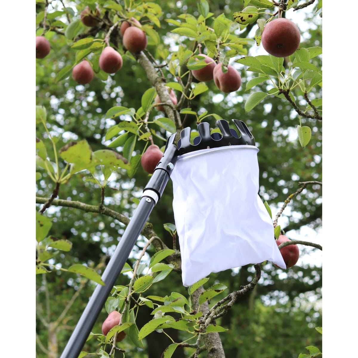 Obstpflücker mit Teleskopstiel 180-315cm - Apfelpflücker - Obstsammler mit Aluminiumstiel