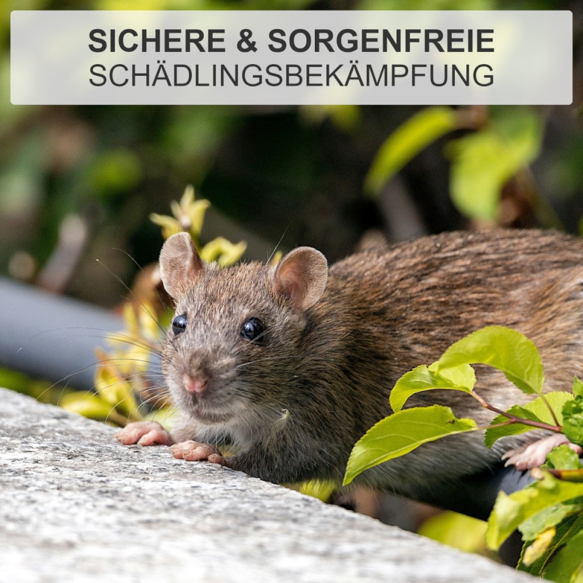 Ratten Massenfänger Alive - Lebendfalle für Ratten - Rattenfalle 40x24x18cm