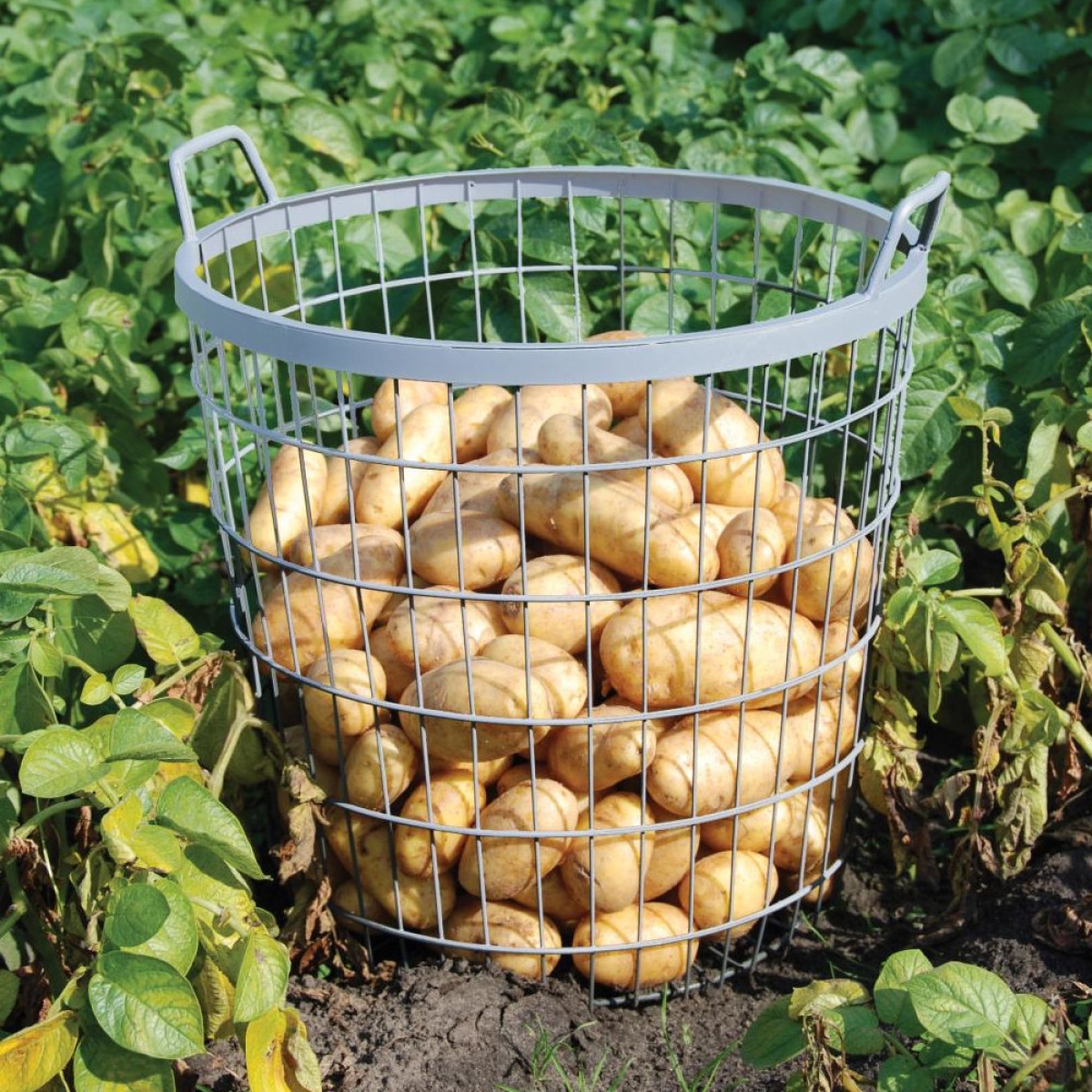 Esschert Design Kartoffel-Erntekorb, Gartenkorb, Laubkorb, Drahtkorb, Kartoffelkorb, W2022