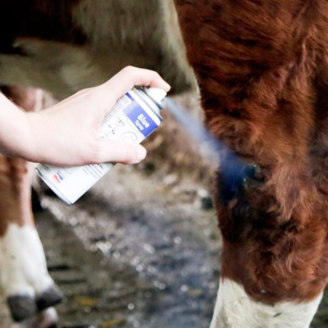 Blue Spray 400ml, Blauspray, blaufärbendes Haut- und Klauenpflegespray für Tiere