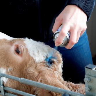 Blue Spray 400ml, Blauspray, blaufärbendes Haut- und Klauenpflegespray für Tiere