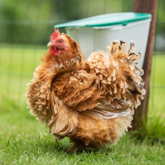 Geflügel-Futterautomat V-Feedr 2,5kg, Futterspender für Hühner und Geflügel