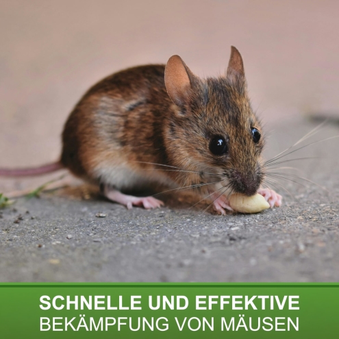 2x Mausefalle aus Holz - klassische Schlagfalle - Schnappfalle zur Mäuseabwehr - 2 Stück