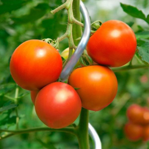10x Tomaten-Spiralstab 180cm, verzinkt, Tomatenstab, Pflanzenstab, Rankhilfe