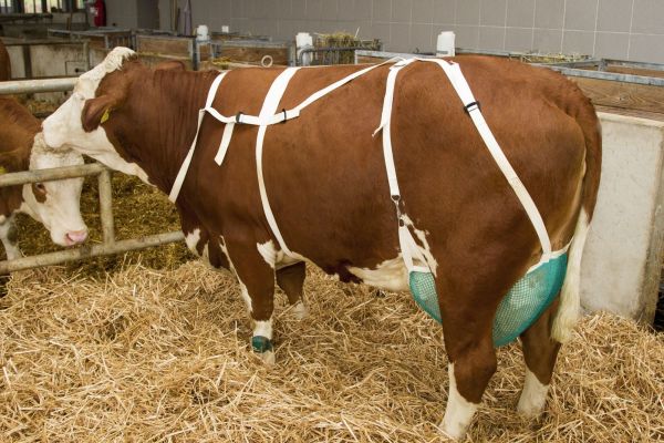 Zitzenschutz mit Nackengurt, Groß, Euternetz zur Begrenzung von Zitzenverletzungen bei Kühen